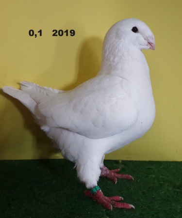 Giant Homer 2019