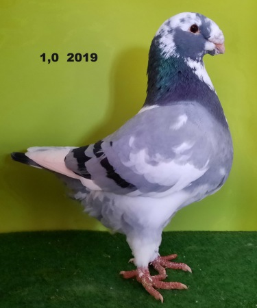 Giant Homer 2019