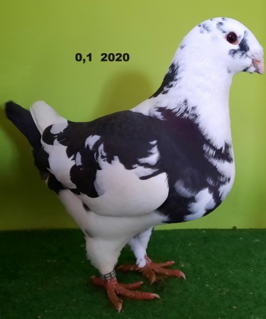 Giant Homer 2020