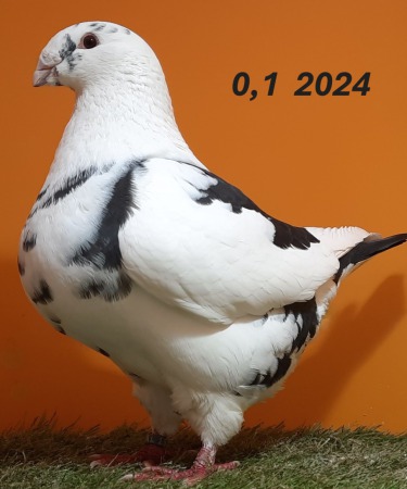 20241224_131120
