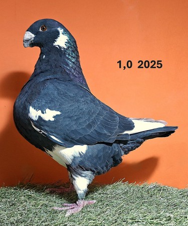 20260102_152036