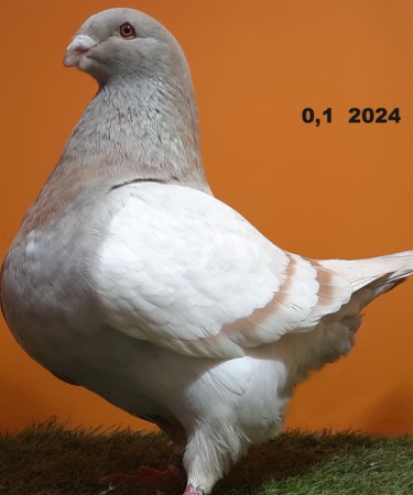 619