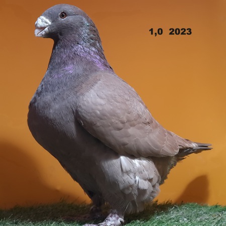 1016