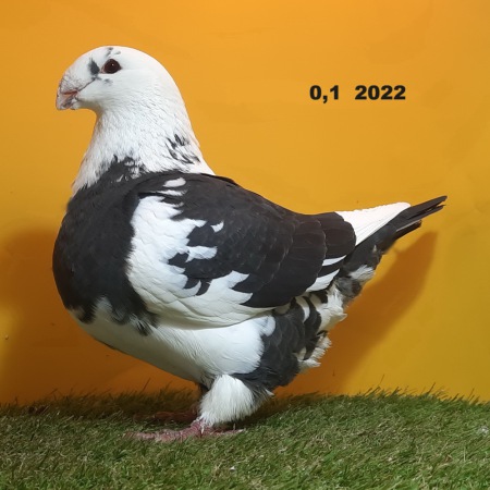19