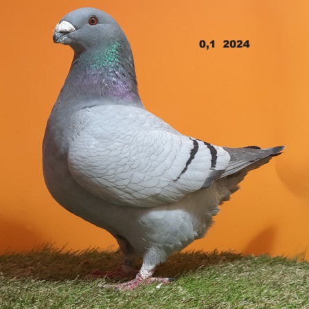 20241124_113520