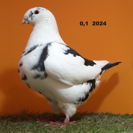 20241224_131120
