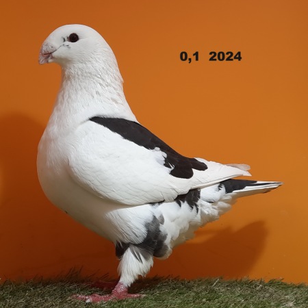 20241224_131448