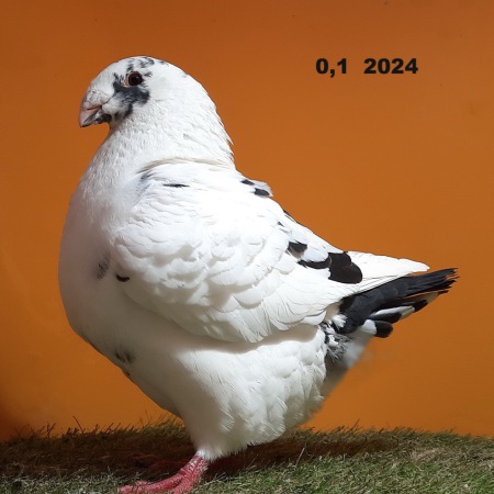 20250212_111404