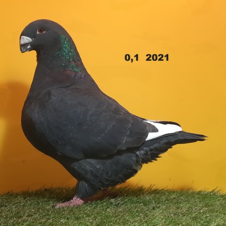 21