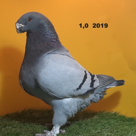 26