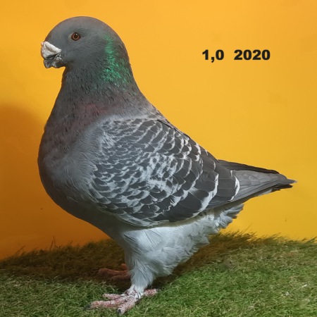 27