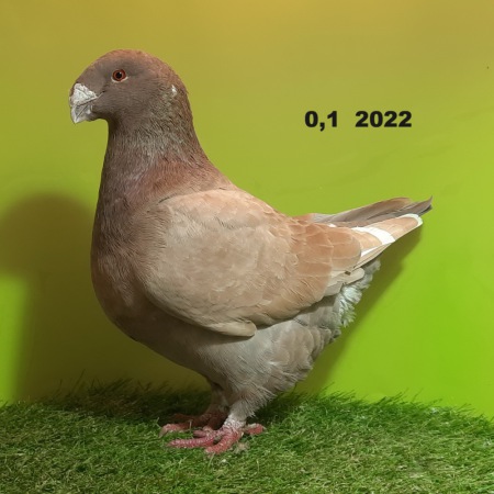 49