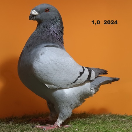 6077