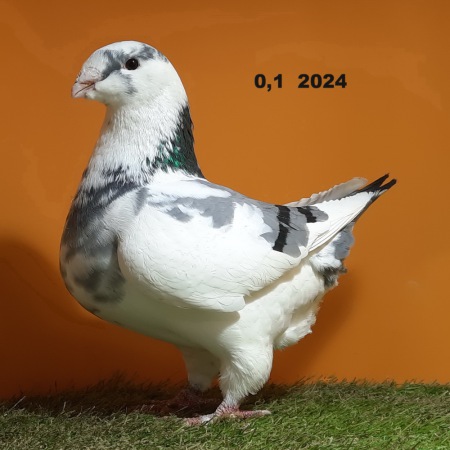 608