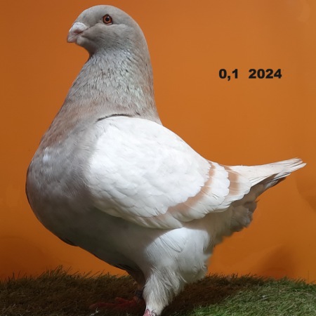 619