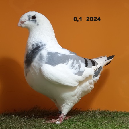 651