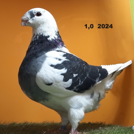 806