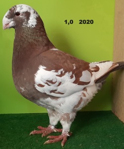 20201114_104036