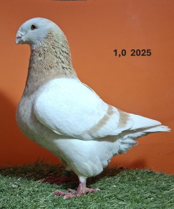 20251217_110732