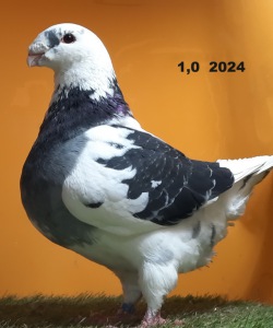 806