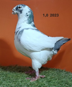 20251217_112026