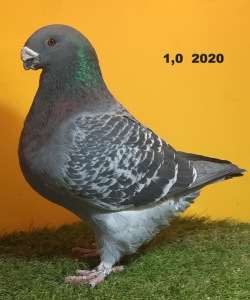 27