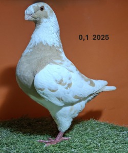 20251217_152925