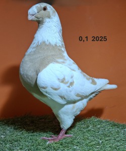 20251217_152925