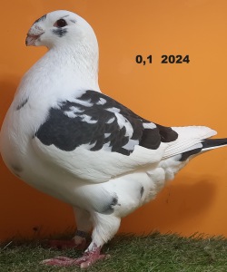 20241116_140445