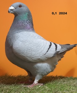 20241124_113520