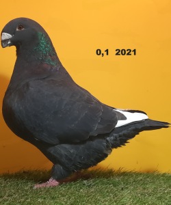 21