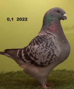 25