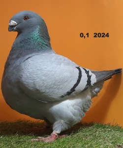 605