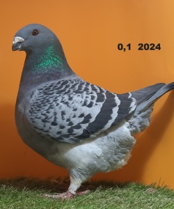 606