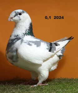 608
