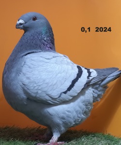 647