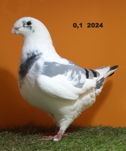 651